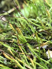 Phaeoceros carolinianus