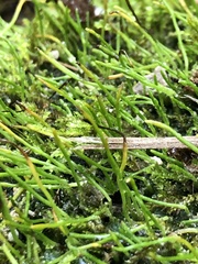 Phaeoceros carolinianus