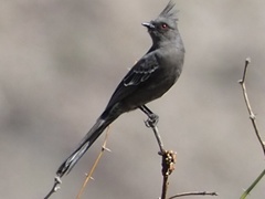 Phainopepla nitens