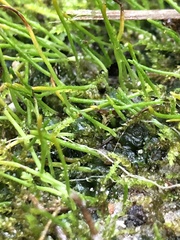 Phaeoceros carolinianus