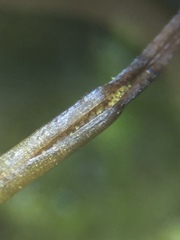 Phaeoceros carolinianus