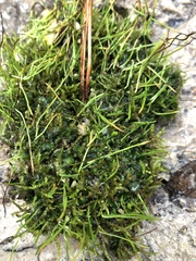 Phaeoceros carolinianus