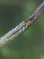 Phaeoceros carolinianus