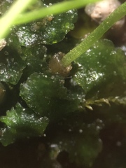 Phaeoceros carolinianus