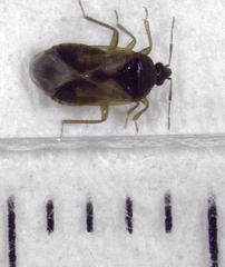 Lyctocoris campestris