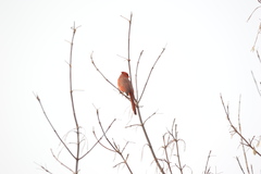 Cardinalis cardinalis