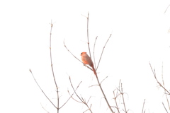 Cardinalis cardinalis