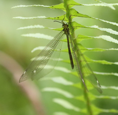 Banyutus lethalis