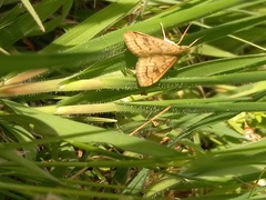 Udea profundalis