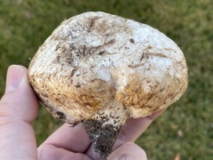 Chlorophyllum agaricoides