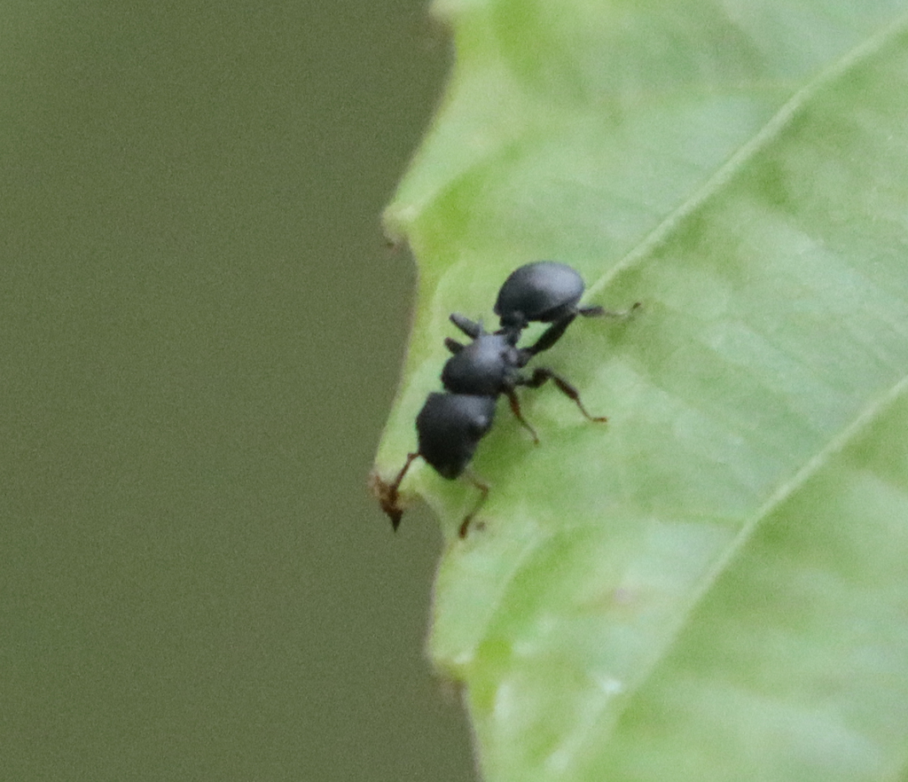 Cataulacus huberi