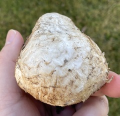 Chlorophyllum agaricoides