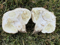 Chlorophyllum agaricoides