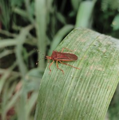 Anasa varicornis
