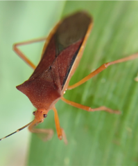 Anasa varicornis