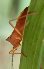 Anasa varicornis