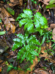 Tectaria heracleifolia