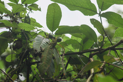Oxyanthus
