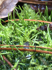 Phaeoceros carolinianus