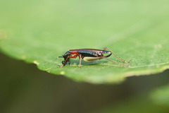 Cranistus colliurides