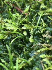 Phaeoceros carolinianus