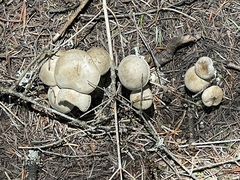 Clitocybe albirhiza