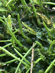 Phaeoceros carolinianus