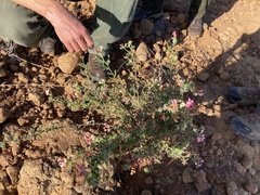 Acmispon grandiflorus