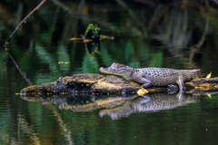 Tectaria heracleifolia