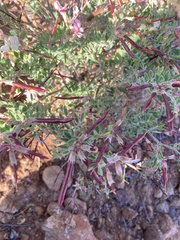 Acmispon grandiflorus