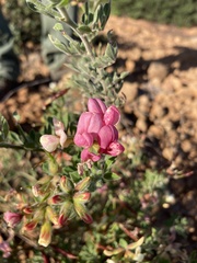 Acmispon grandiflorus