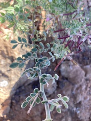 Acmispon grandiflorus