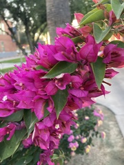 Bougainvillea