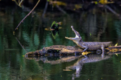 Tectaria heracleifolia