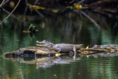 Tectaria heracleifolia