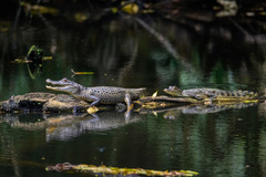 Tectaria heracleifolia