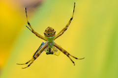 Tectaria heracleifolia