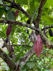 Tectaria heracleifolia