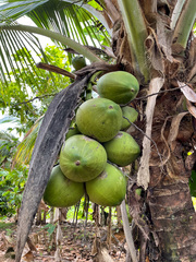 Tectaria heracleifolia