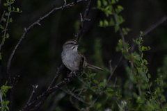 Rhynchospiza strigiceps