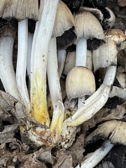 Coprinellus saccharinus