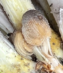 Coprinellus saccharinus