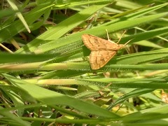 Udea profundalis