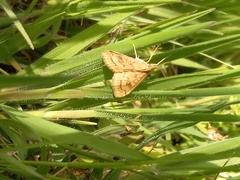 Udea profundalis