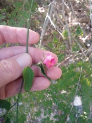 Hibiscus phoeniceus
