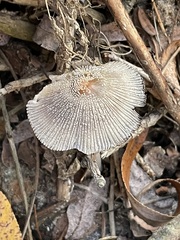 Coprinellus xanthothrix