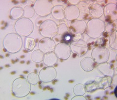 Coprinellus xanthothrix