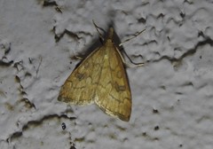 Udea profundalis