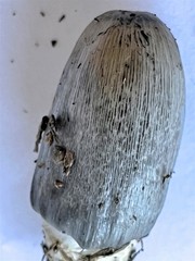 Coprinopsis macrocephala