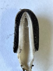 Coprinopsis macrocephala